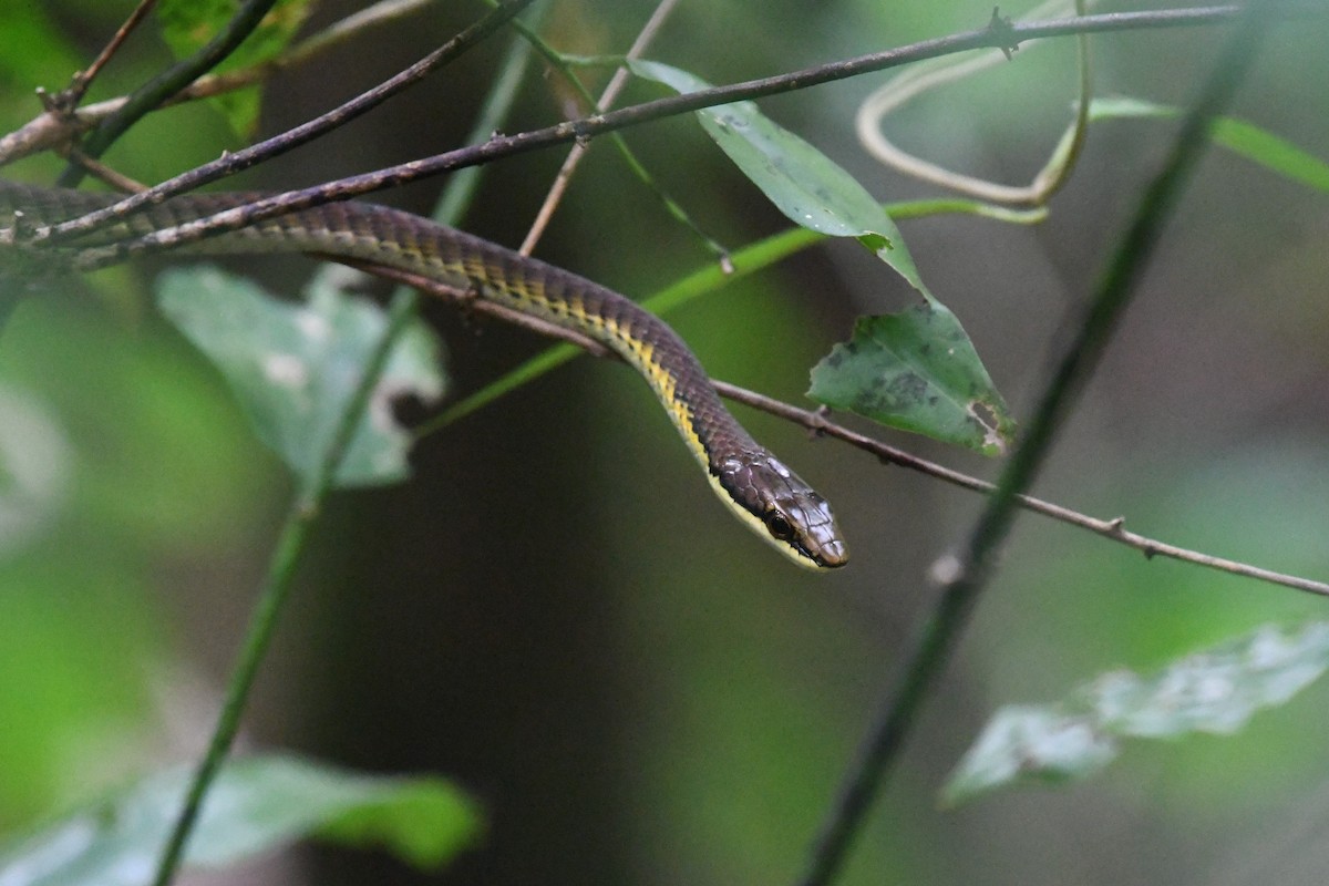 Northern Tree Snake - ML644979144