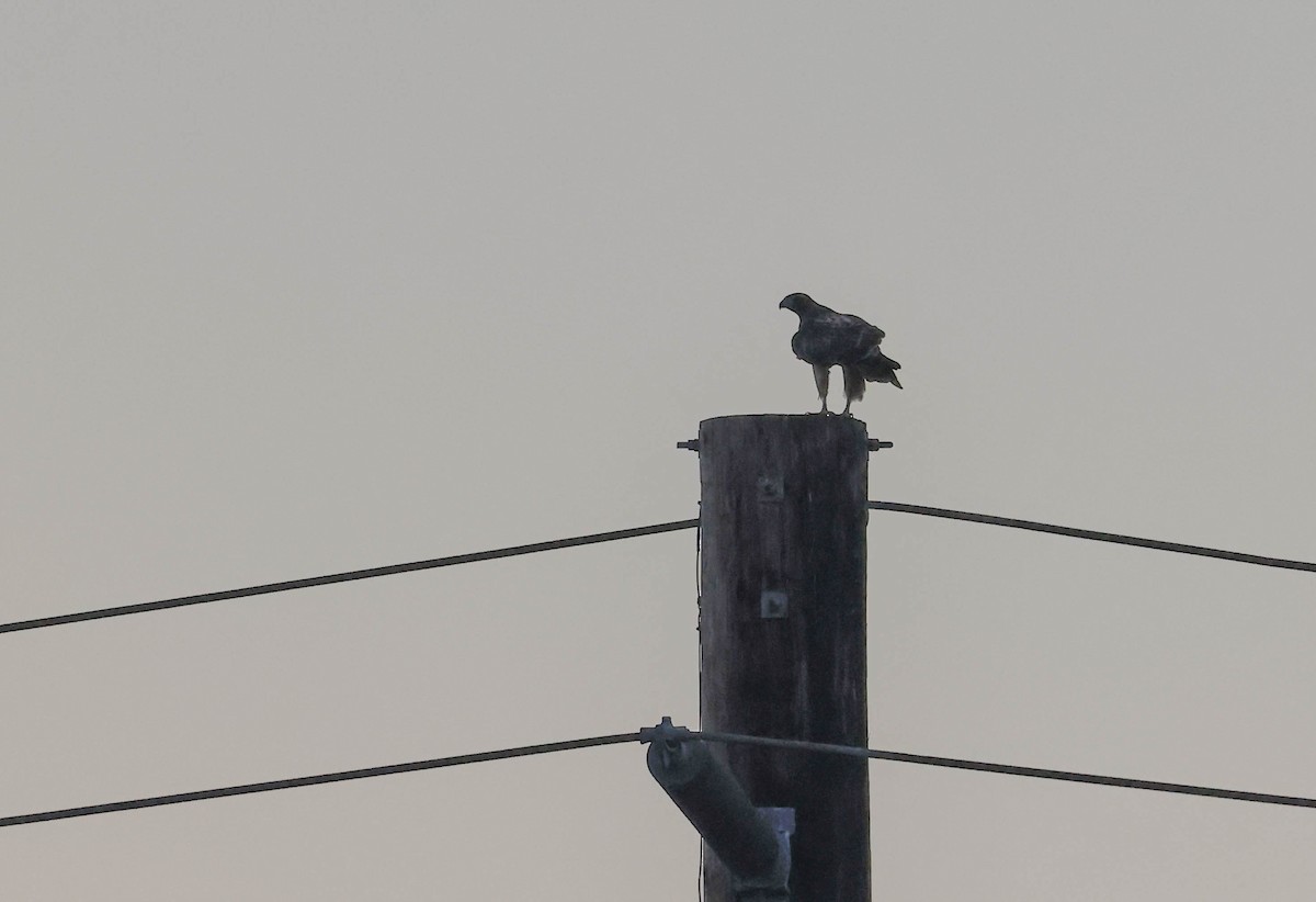 Red-tailed Hawk - ML644979182