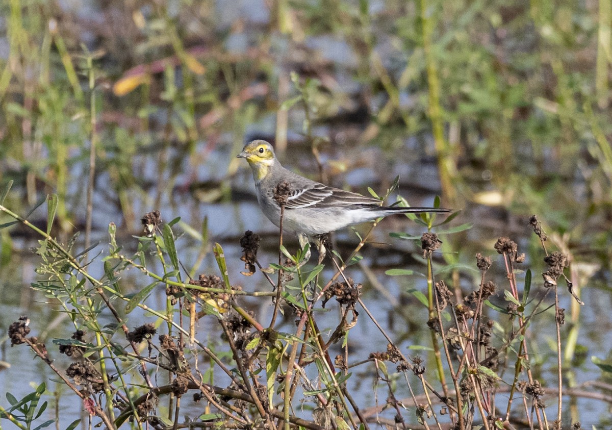 黃頭鶺鴒 - ML644979185