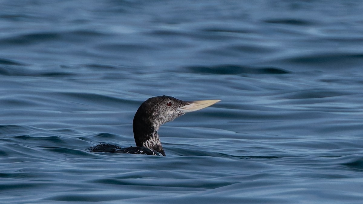 Strolaga beccogiallo - ML644979186