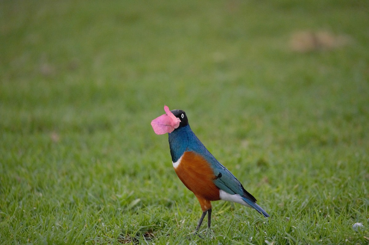 ツキノワテリムク - ML644979223