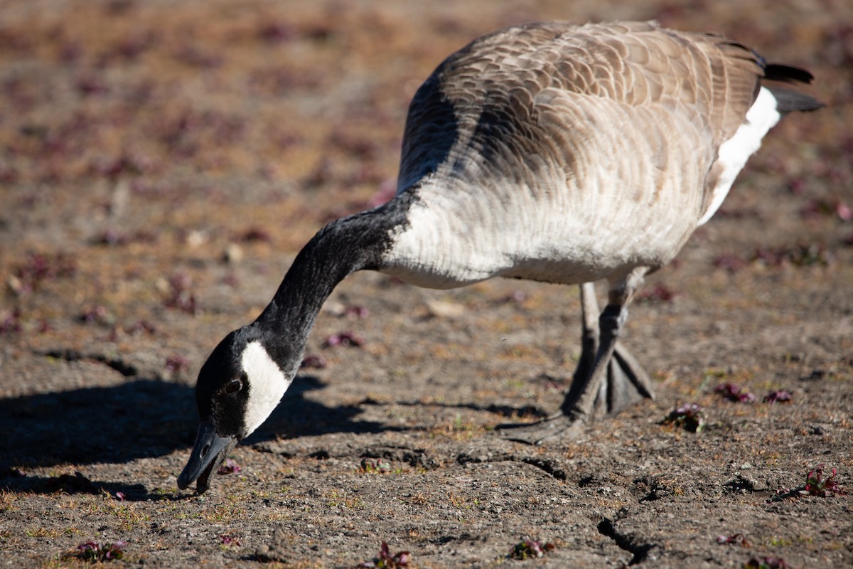 Barnacla Canadiense Grande - ML644979226