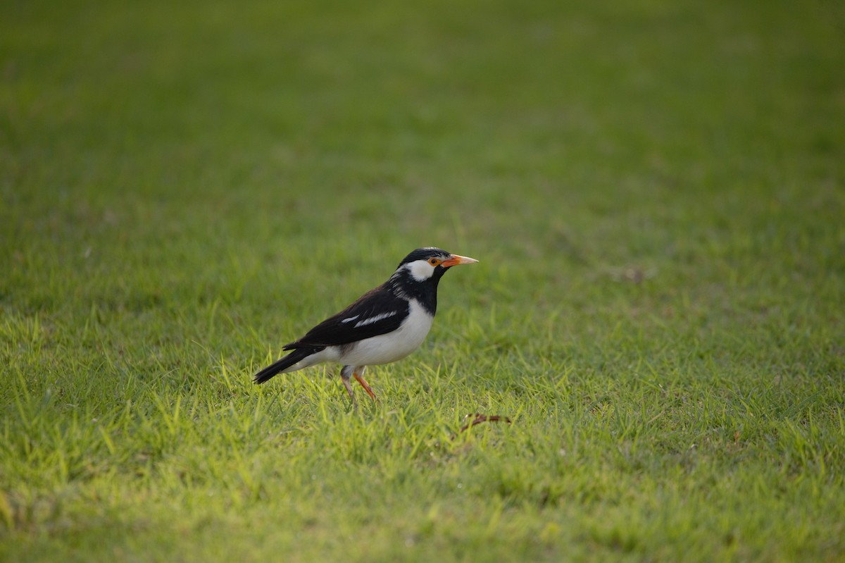 印度鵲椋鳥 - ML644979231