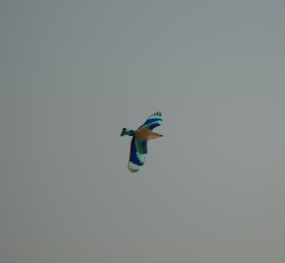 インドブッポウソウ - ML644979240