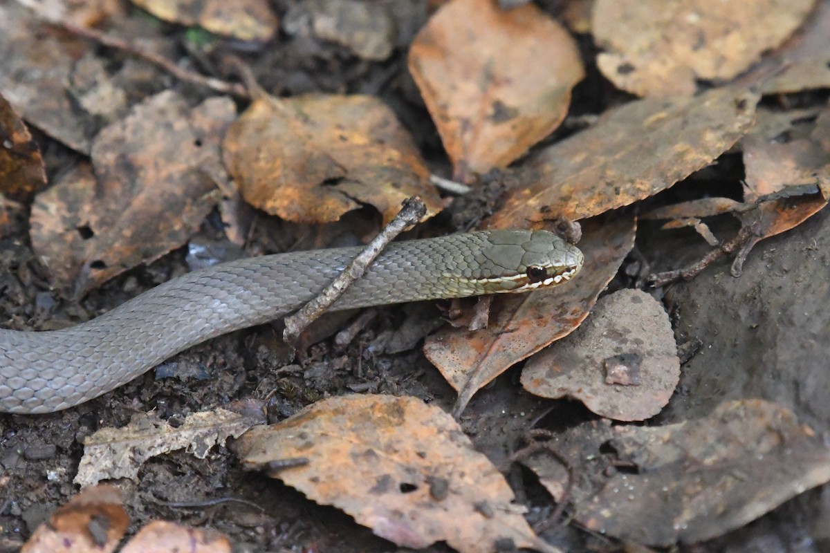 Marsh Snake - ML644979288