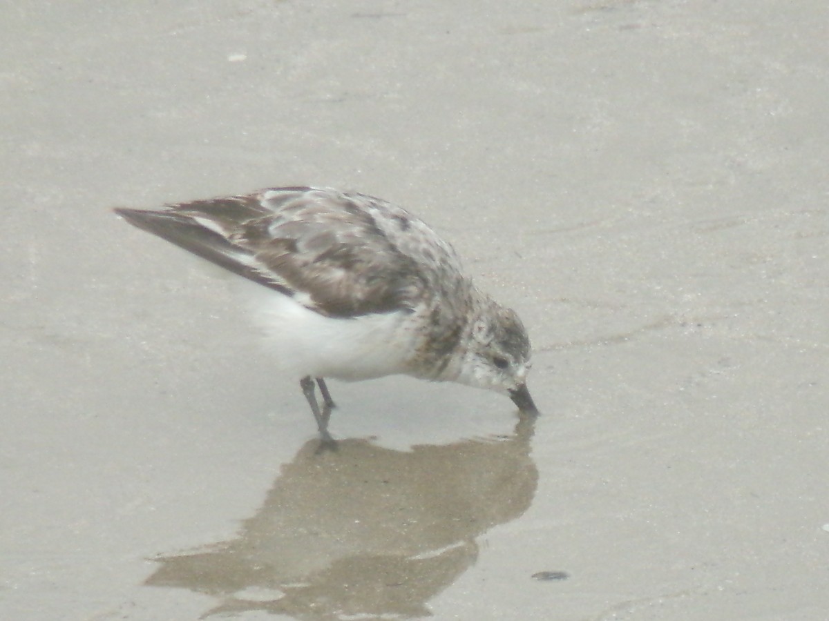 Txirri zuria - ML644979290