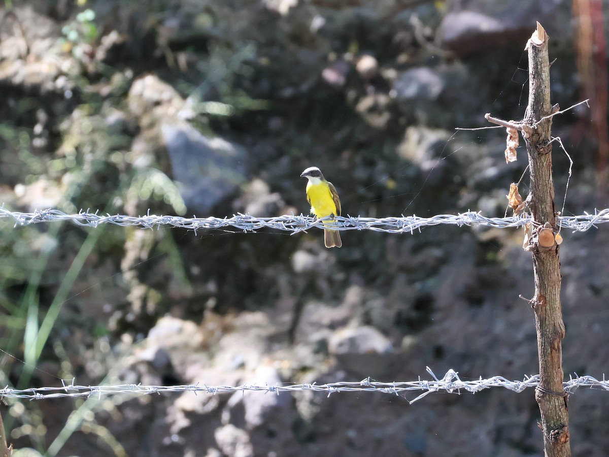 Tyran sociable - ML644979328