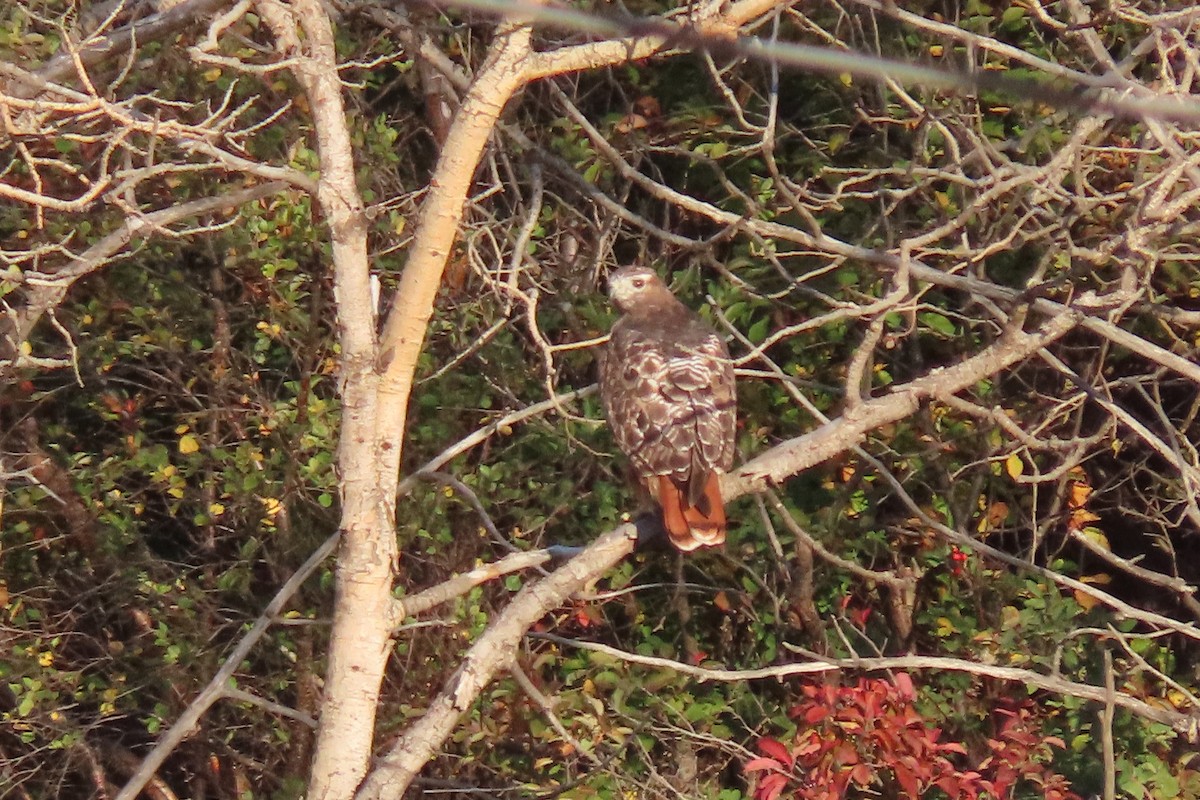 Red-tailed Hawk - ML644979331