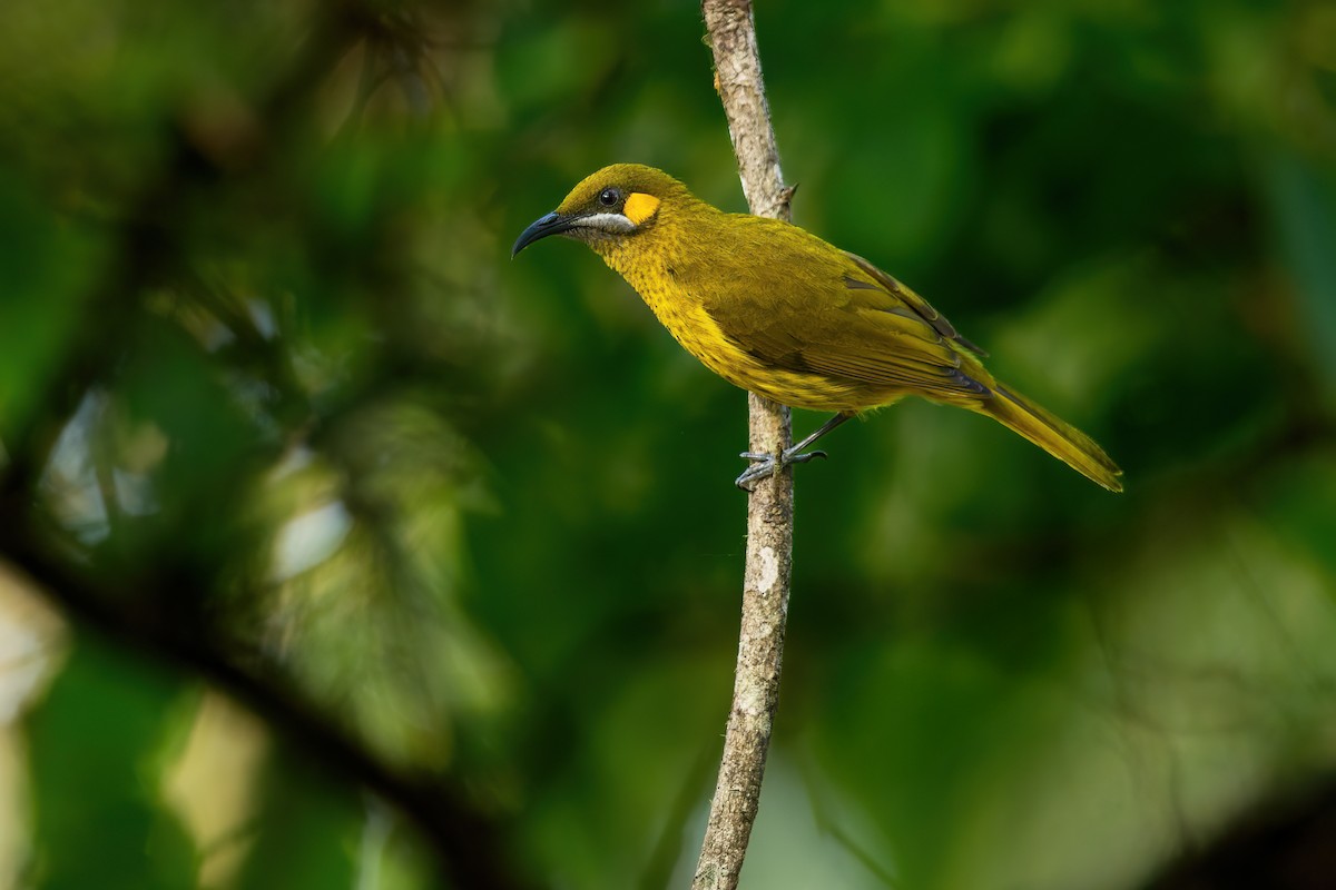 Yellow-eared Honeyeater - ML644979336