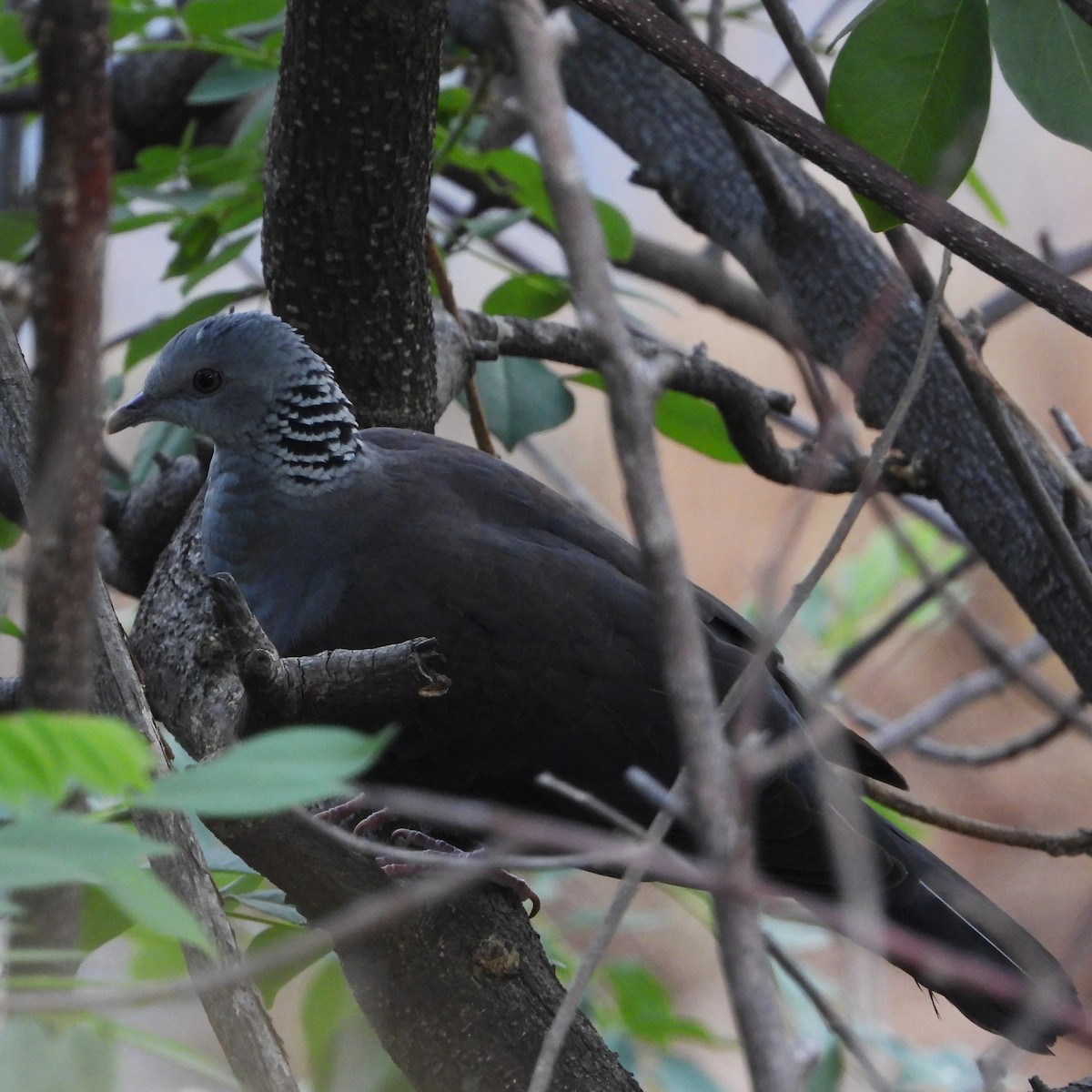 Nilgiri Wood-Pigeon - ML644979354