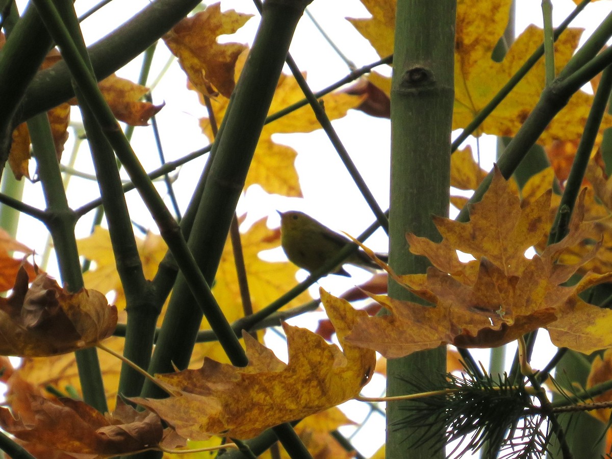 Wilson's Warbler - ML644979363