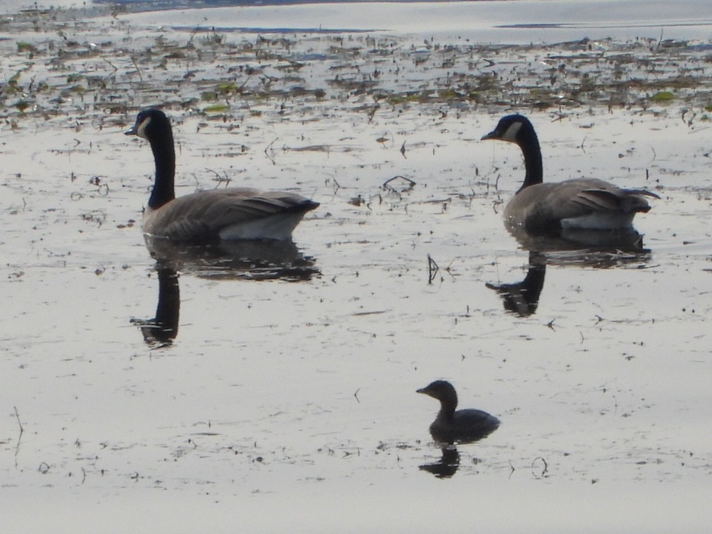 Barnacla Canadiense Grande - ML644979364