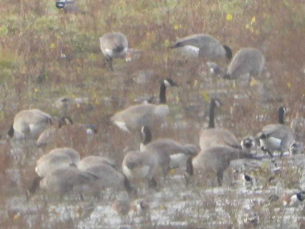 Barnacla Canadiense Grande - ML644979365