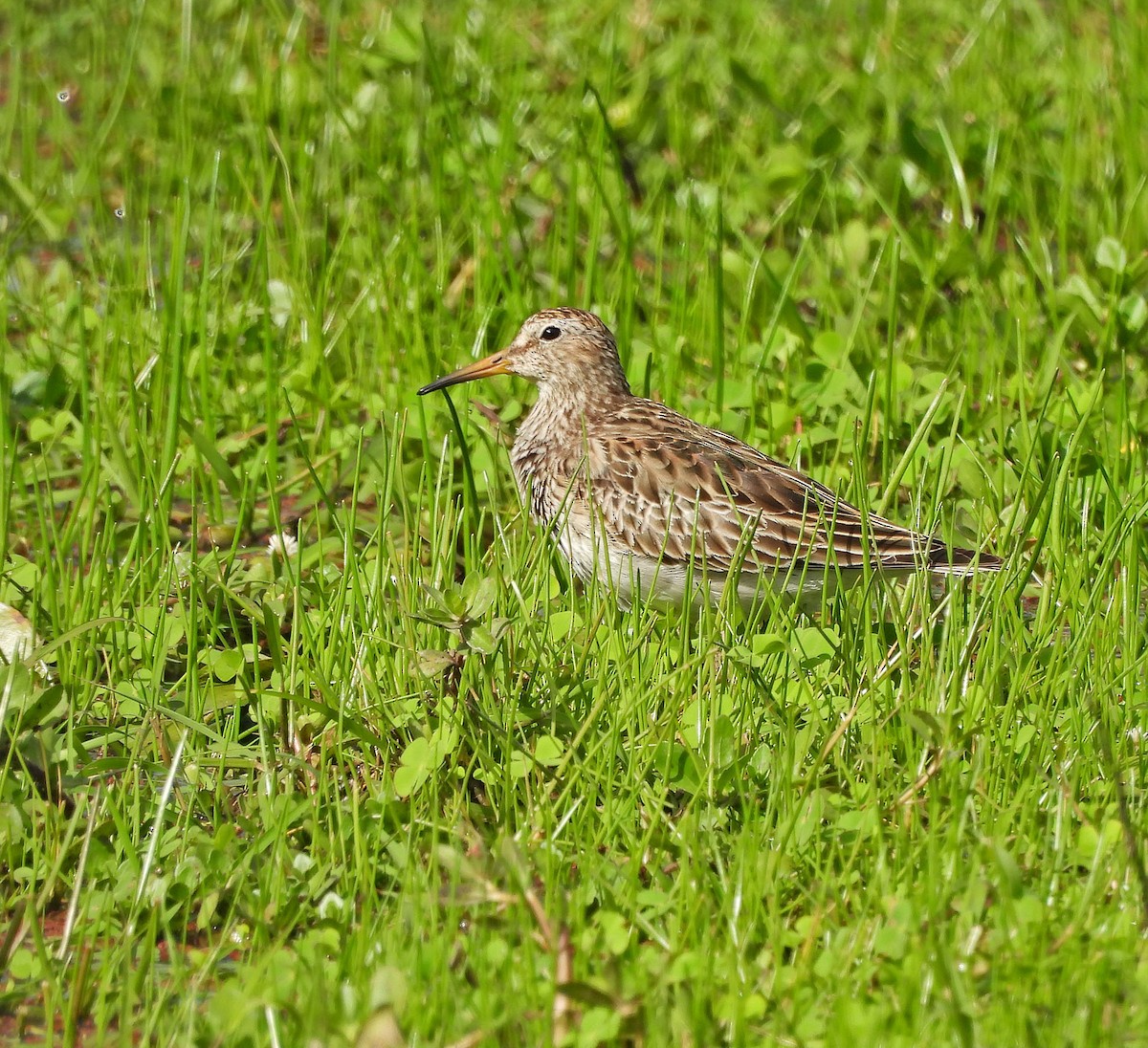 Дутыш - ML644979383