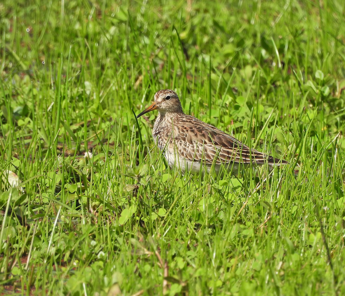 Дутыш - ML644979384