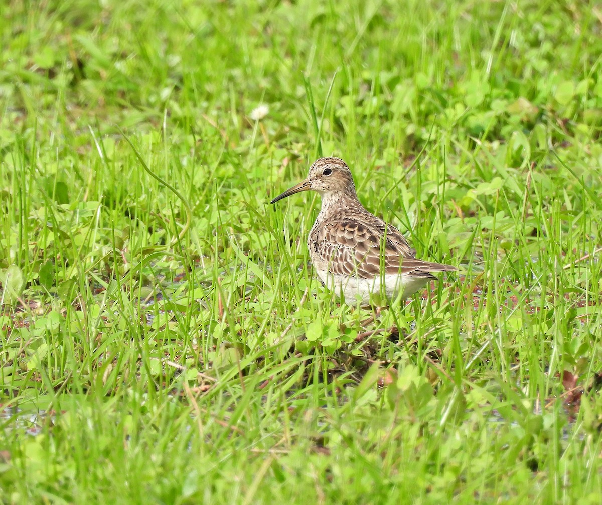 Дутыш - ML644979385