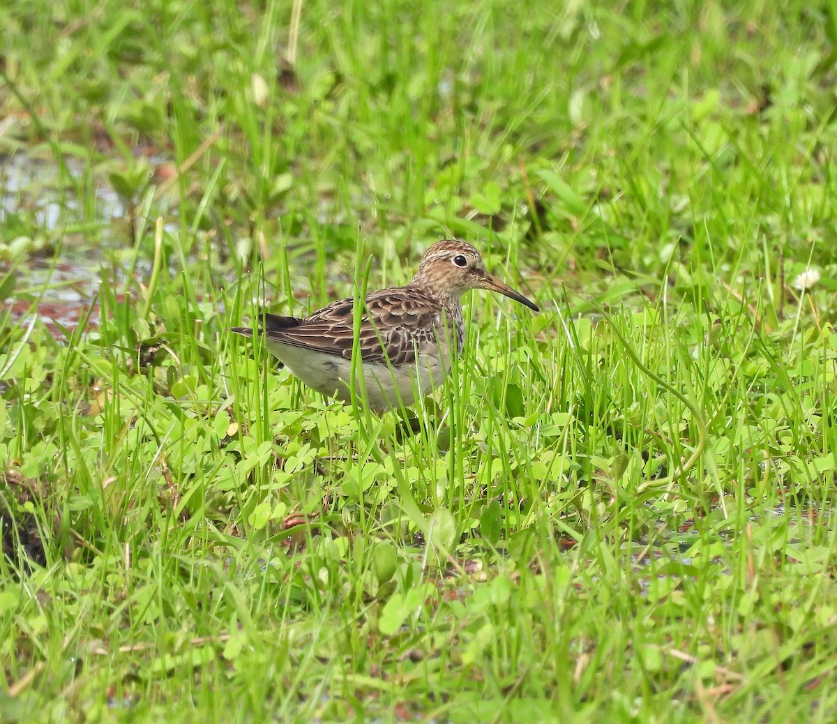 Дутыш - ML644979386