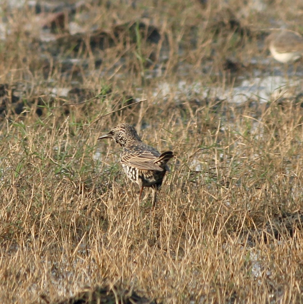 European Starling - ML644979402