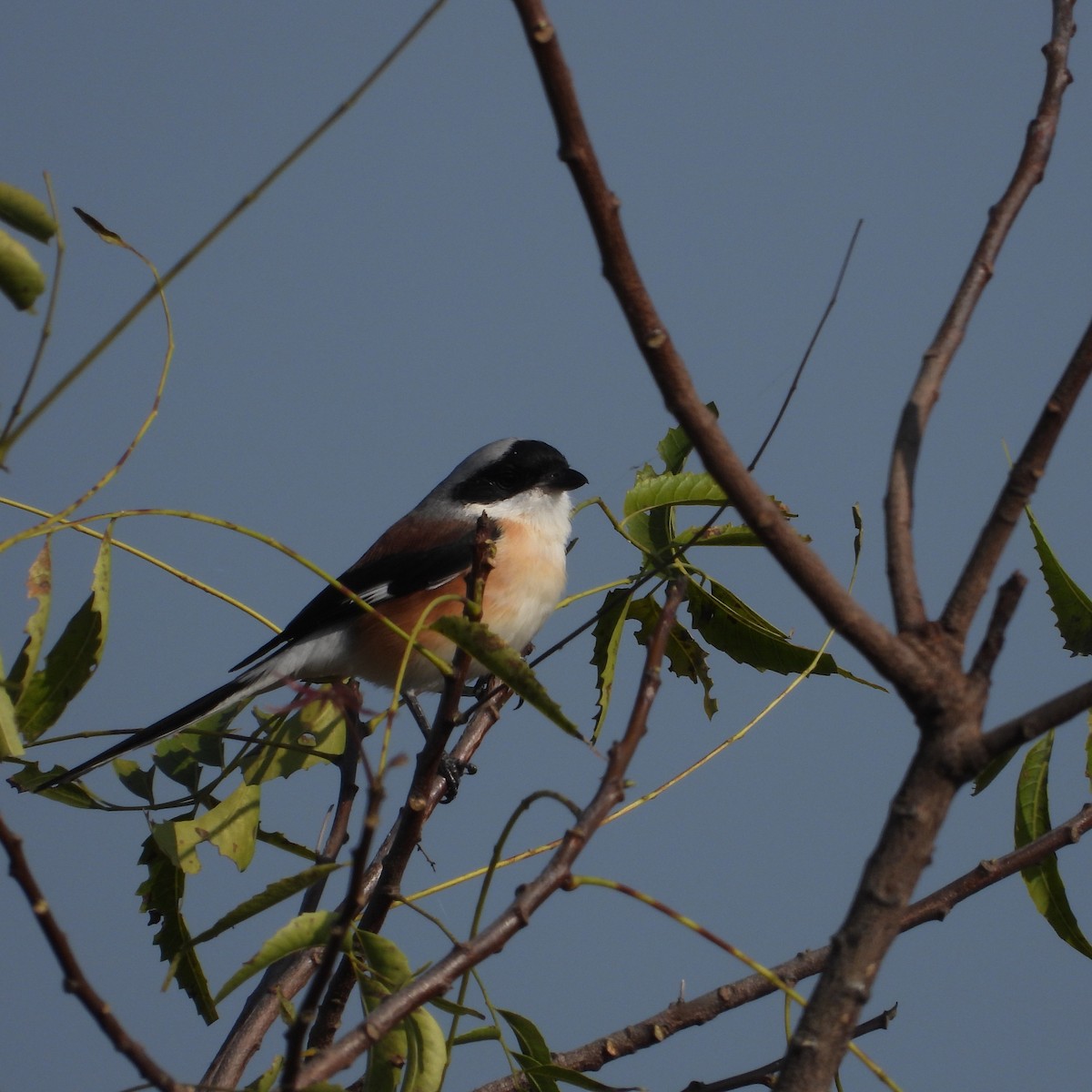 Bay-backed Shrike - ML644979414