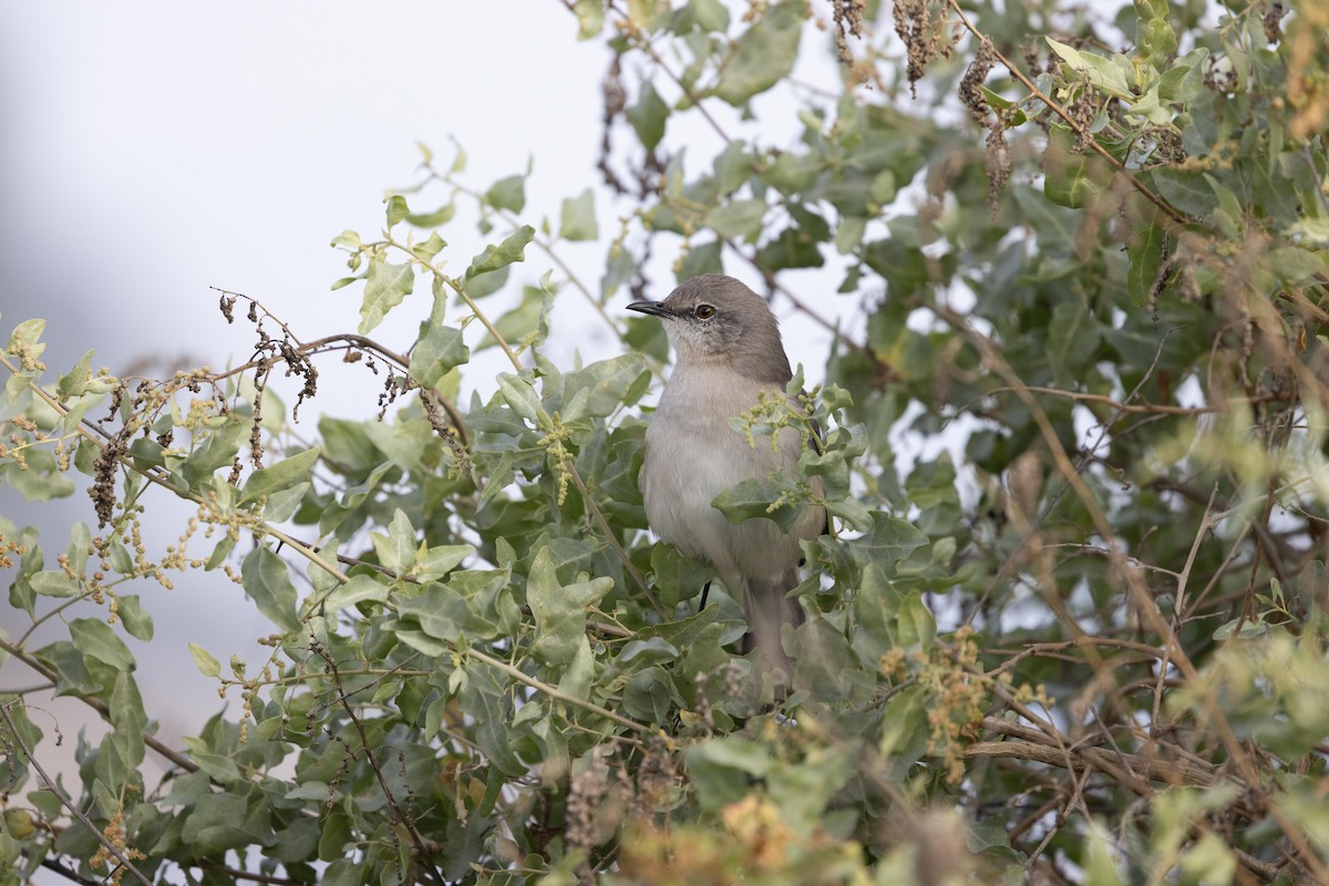 Northern Mockingbird - ML644979429