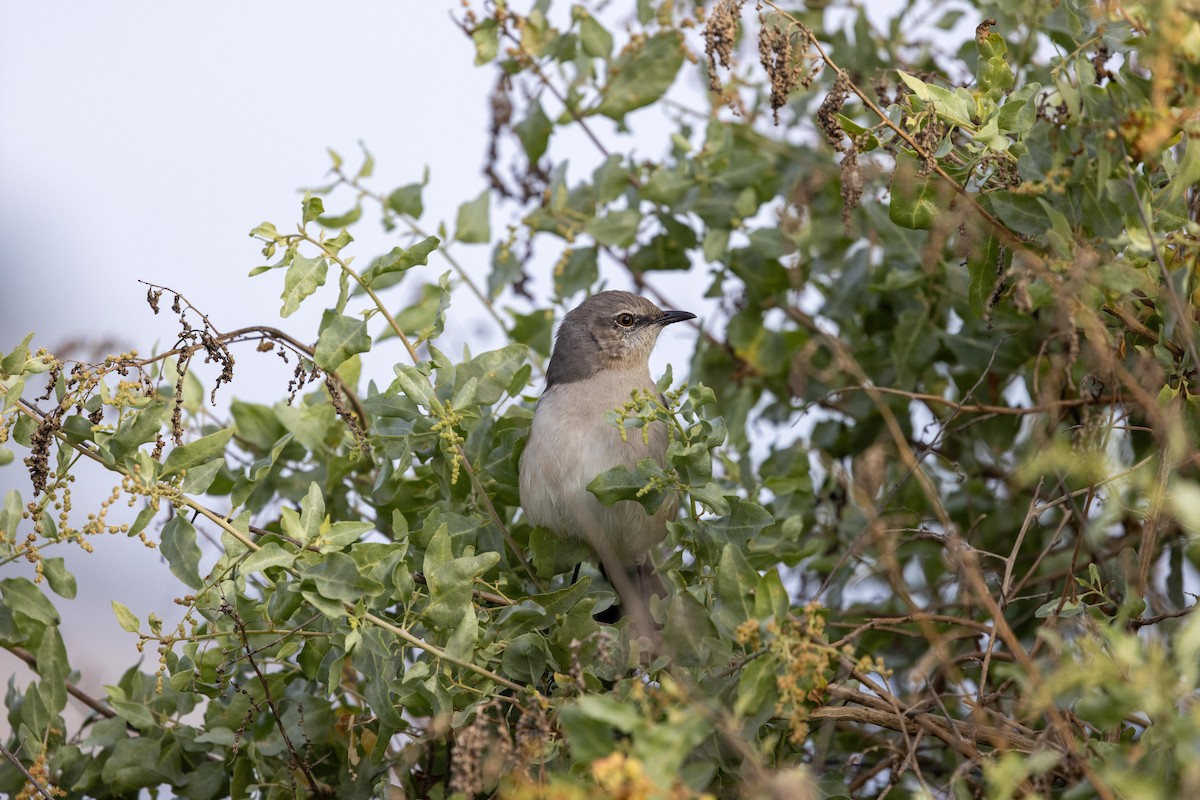 Northern Mockingbird - ML644979430