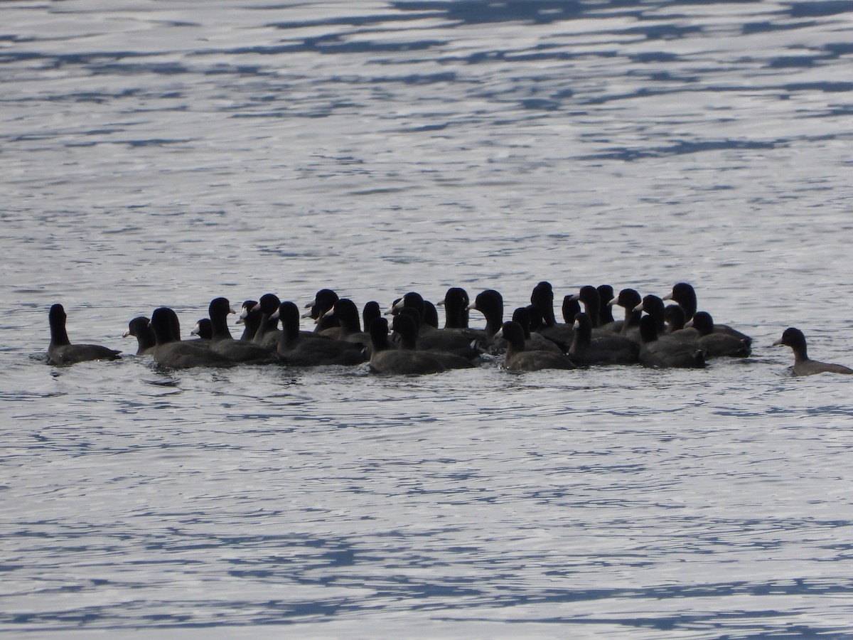 Focha Americana - ML644979444