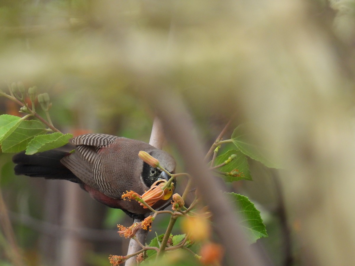 Black-faced Waxbill - ML644979466
