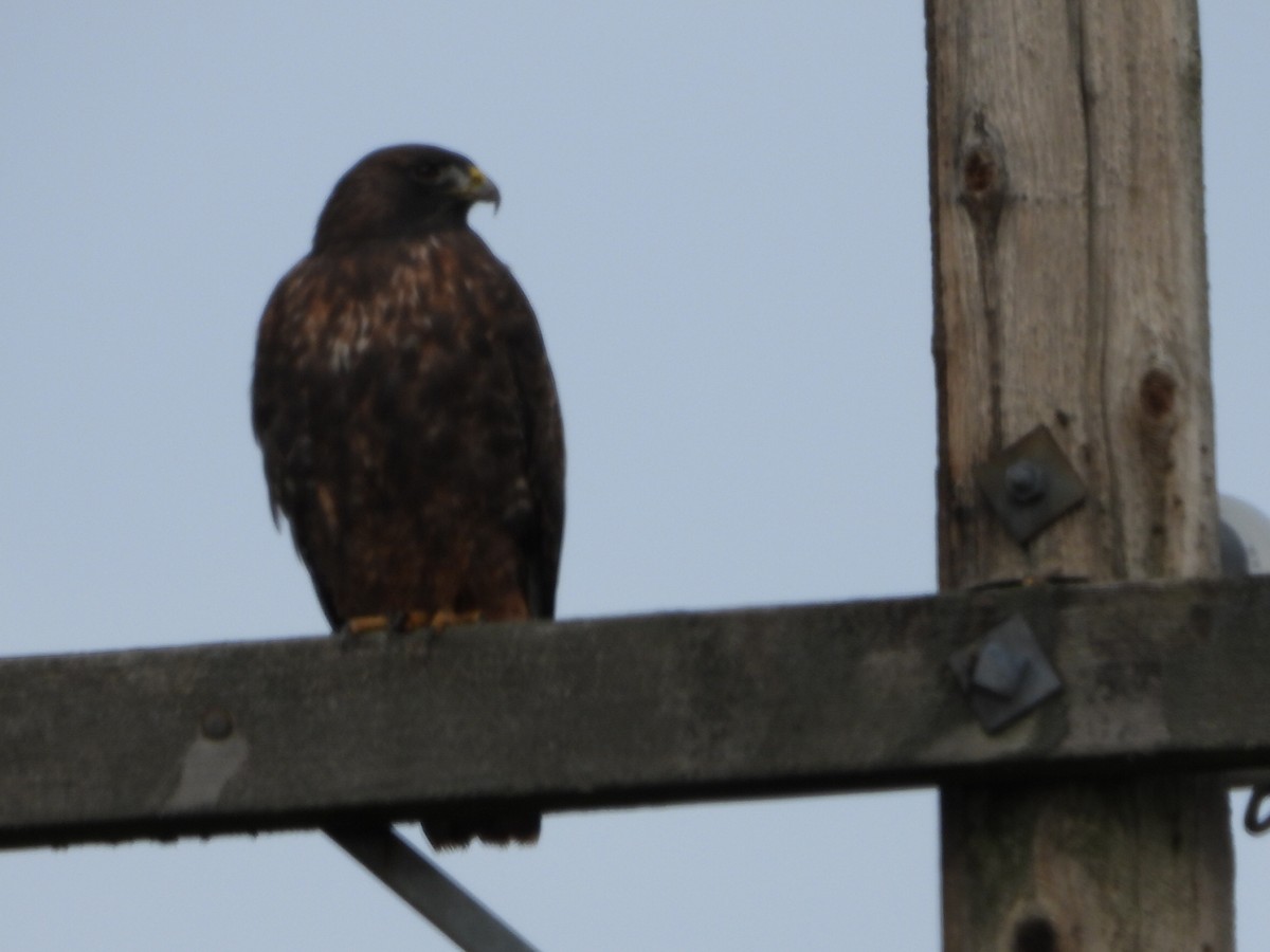 Red-tailed Hawk - ML644979478