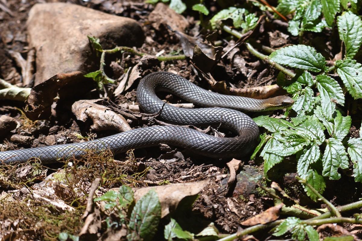 Marsh Snake - ML644979485