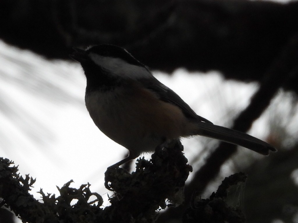 Гаїчка світлокрила - ML644979487