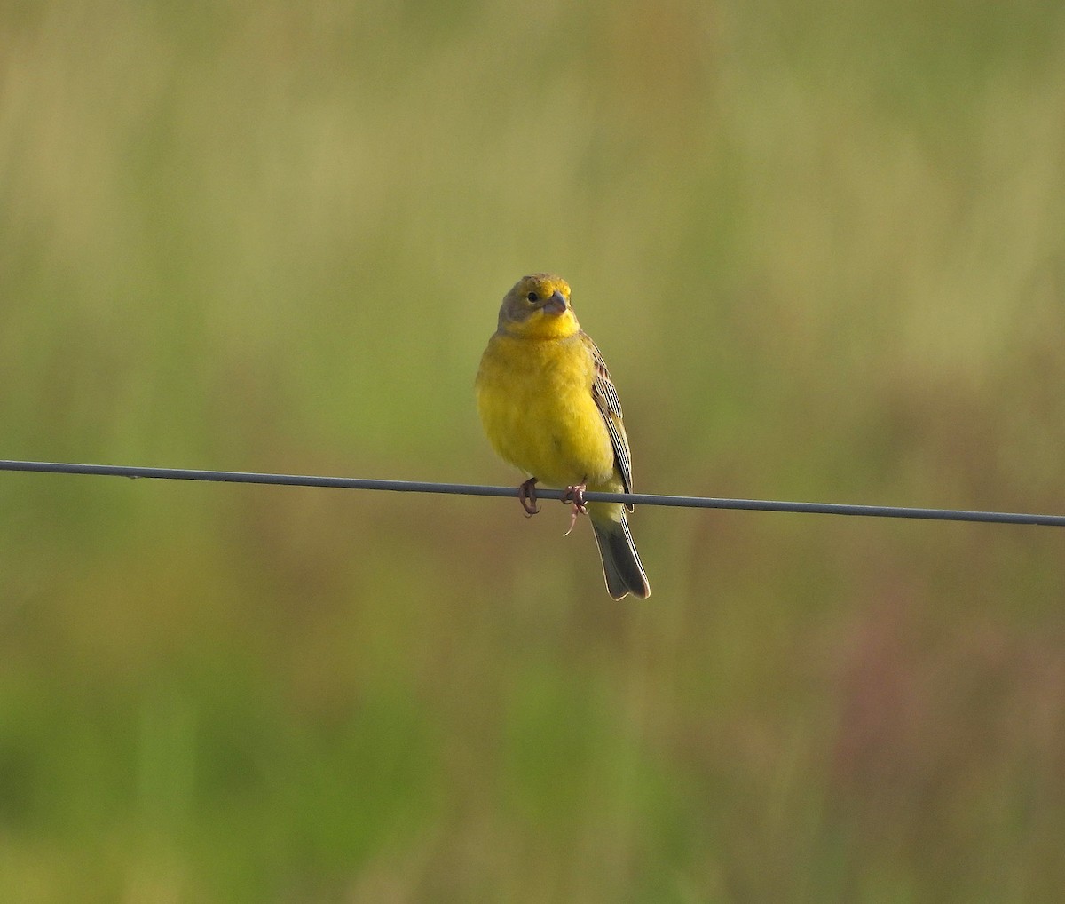 Kurzschnabel-Gilbtangare - ML644979494