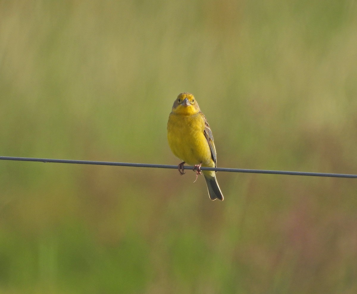 Kurzschnabel-Gilbtangare - ML644979495