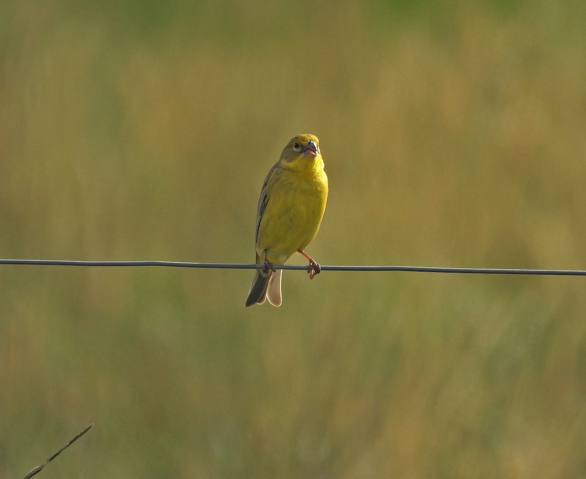 Kurzschnabel-Gilbtangare - ML644979496