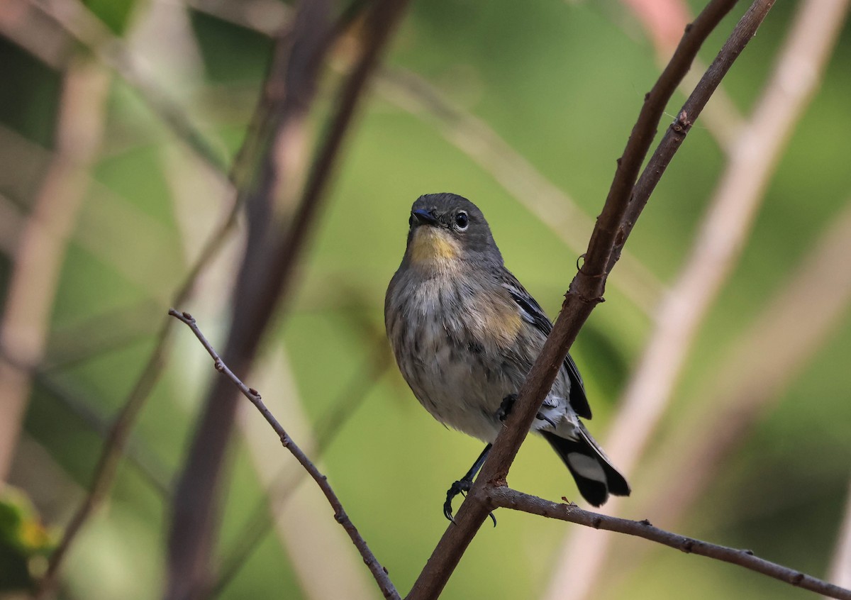 lesňáček žlutoskvrnný (ssp. auduboni) - ML644979513