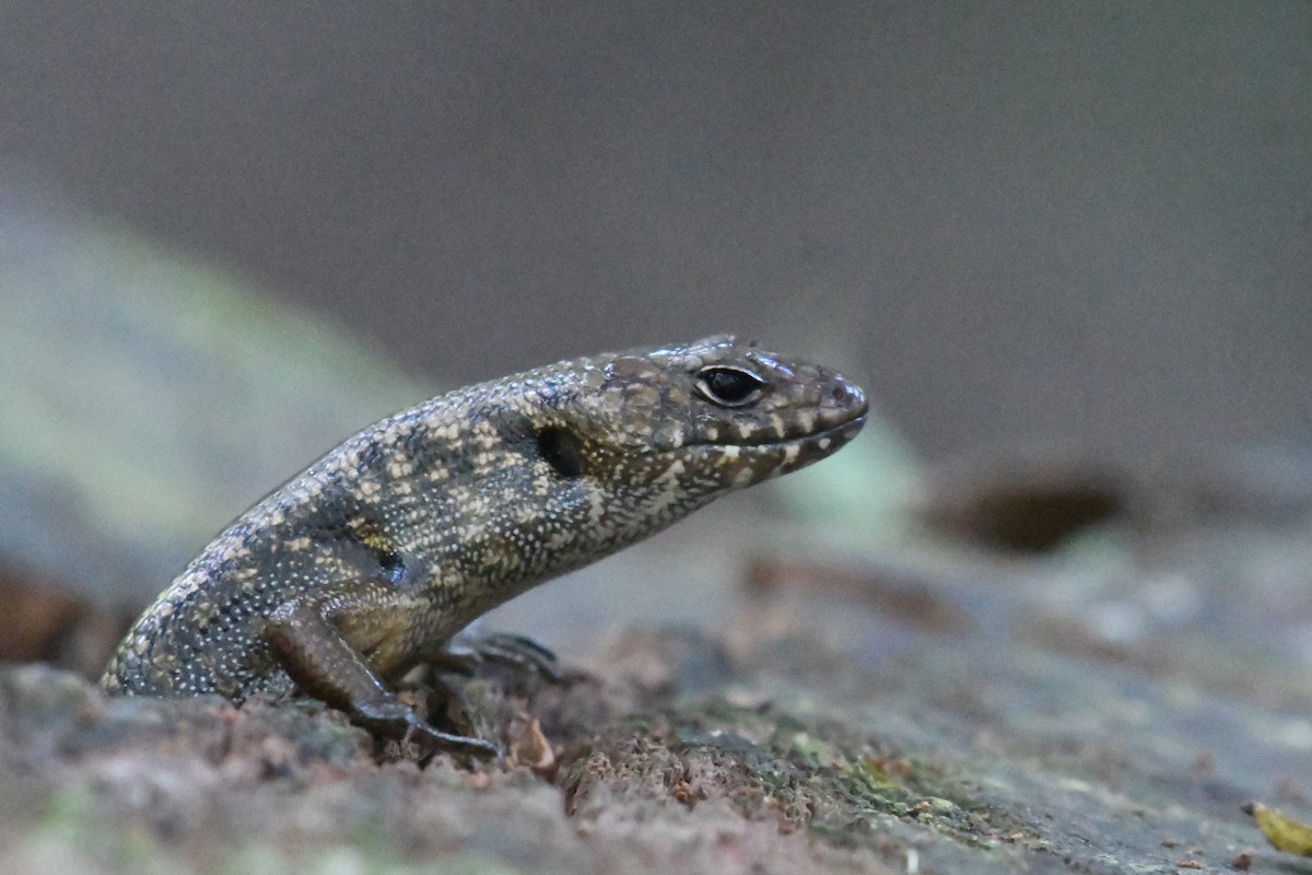 Blue-speckled Forest Skink - ML644979521