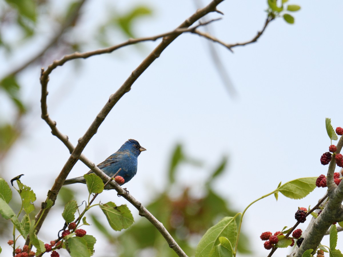 Passerin indigo - ML644979530