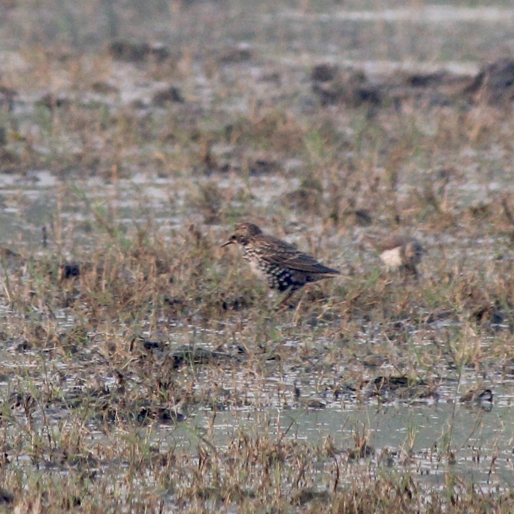 European Starling - ML644979531