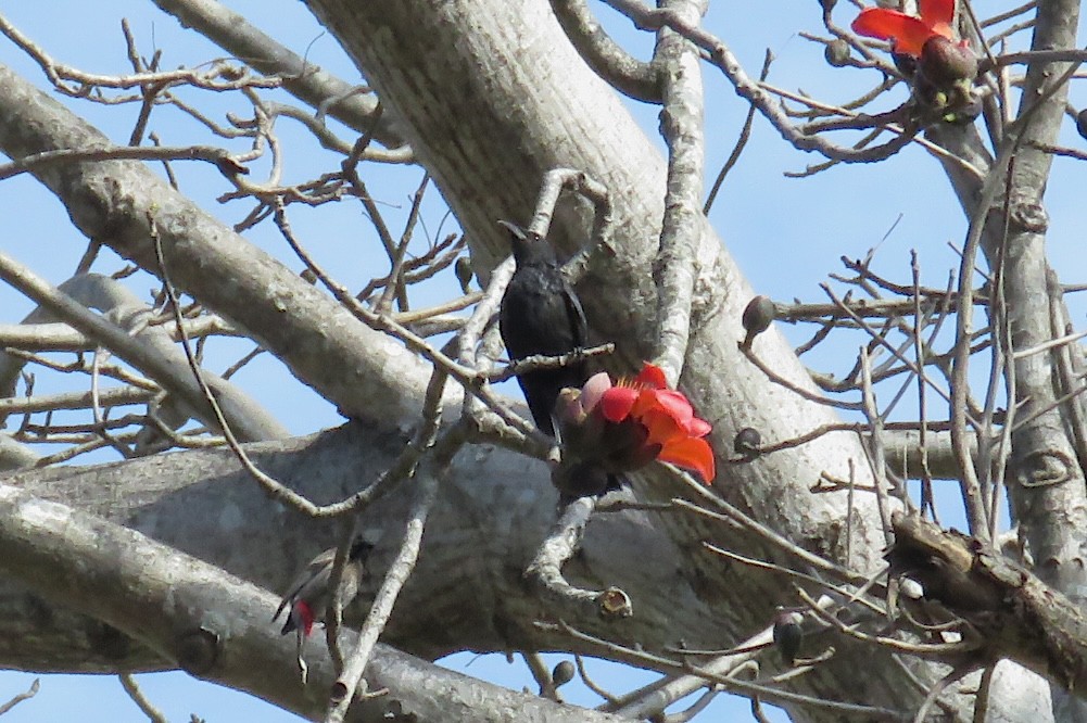 Hair-crested Drongo - ML644979540
