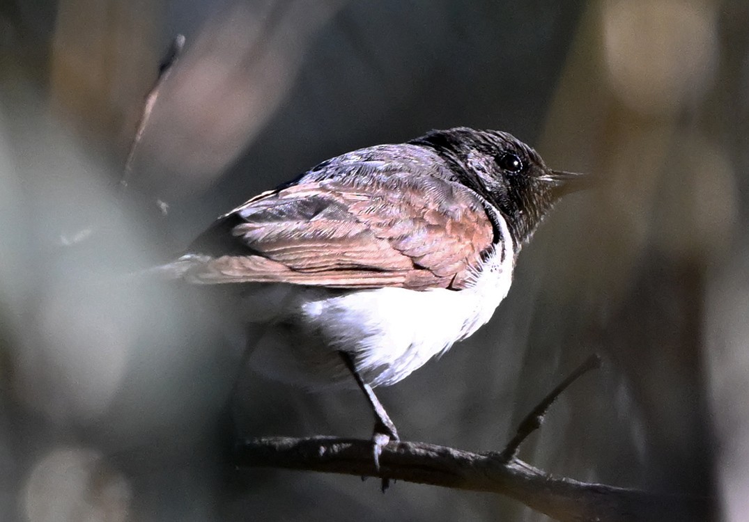 Black Honeyeater - ML644979548