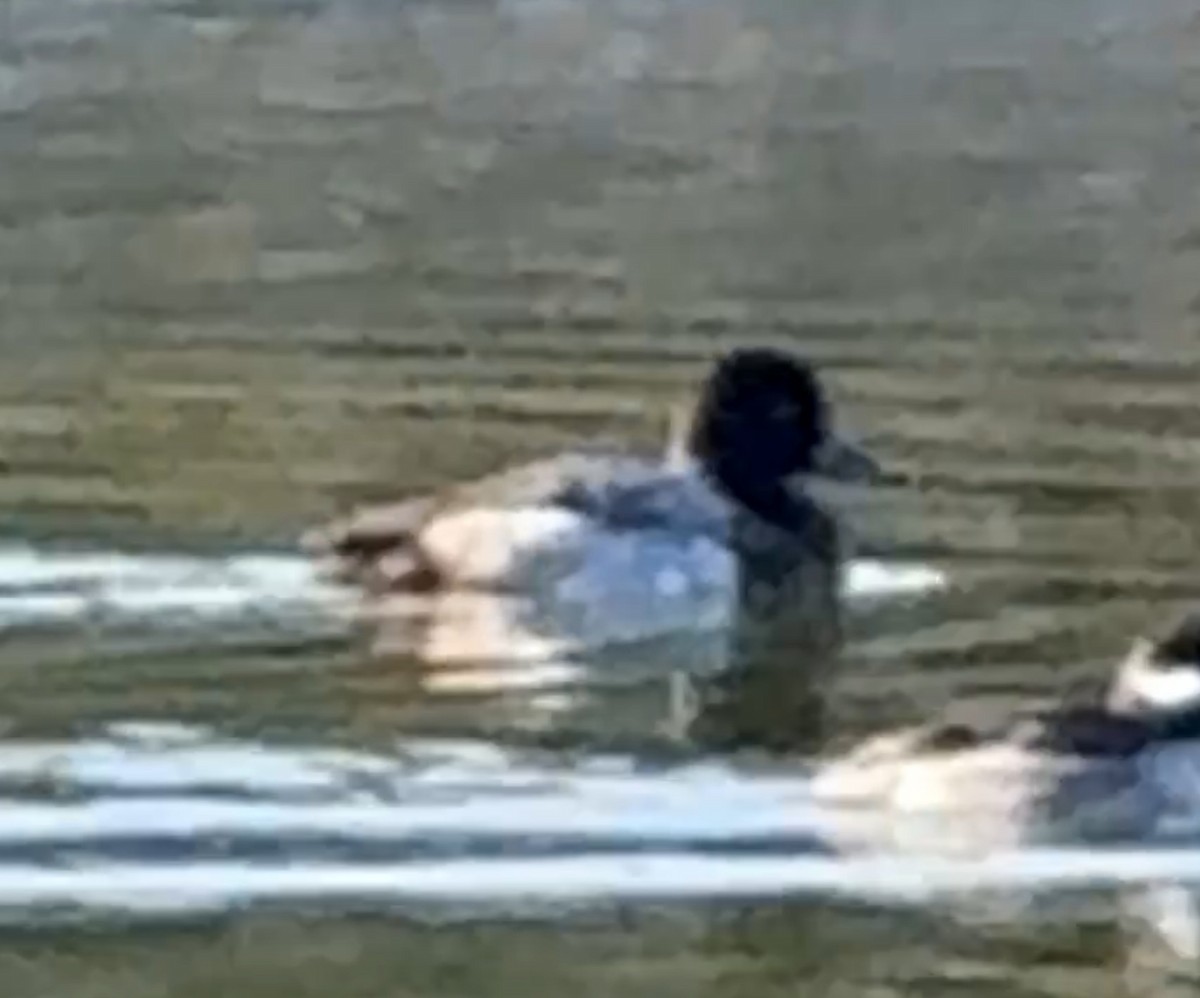 Lesser Scaup - ML644979557