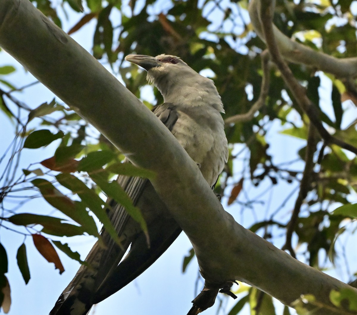 Channel-billed Cuckoo - ML644979561