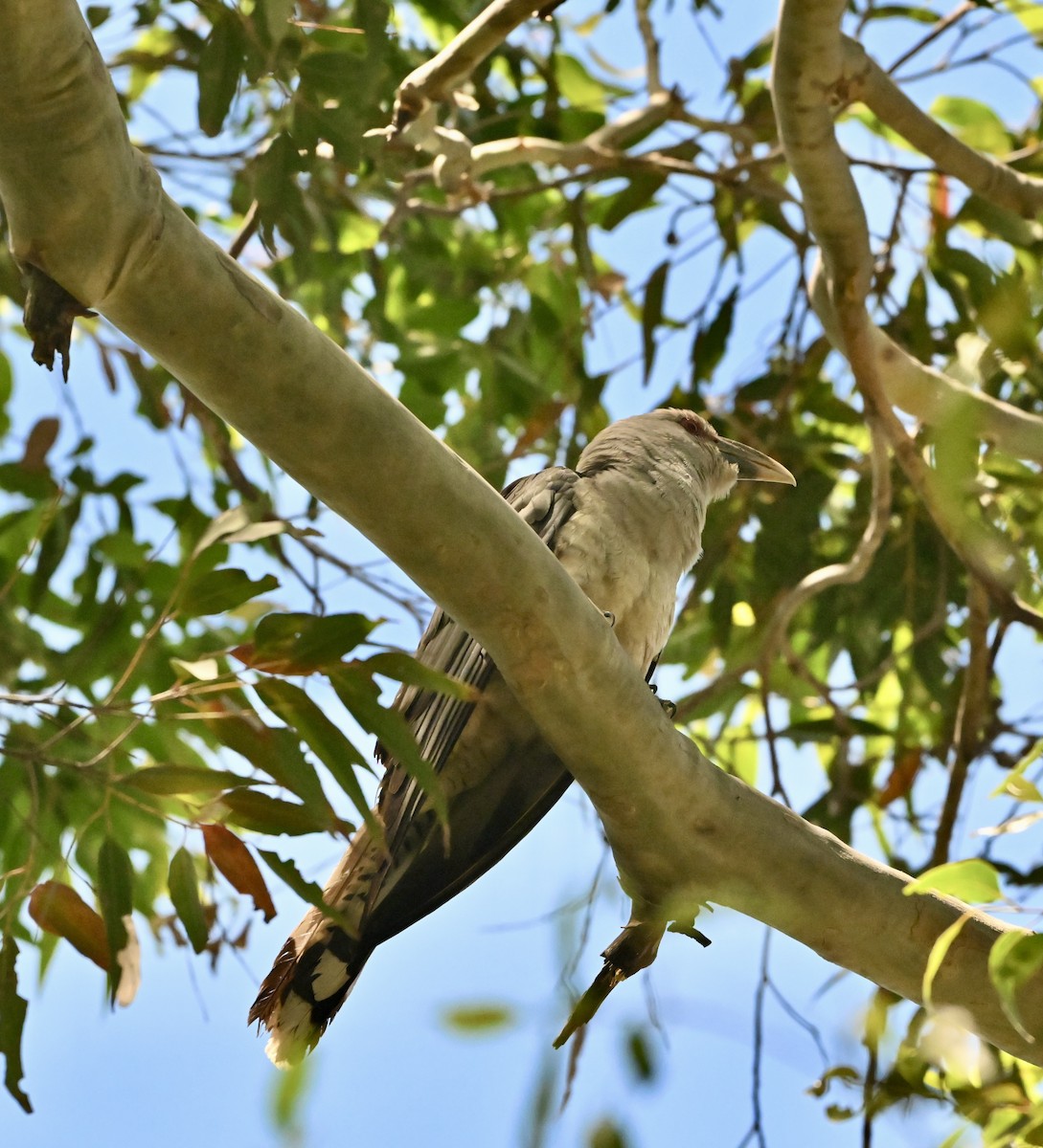 Channel-billed Cuckoo - ML644979562