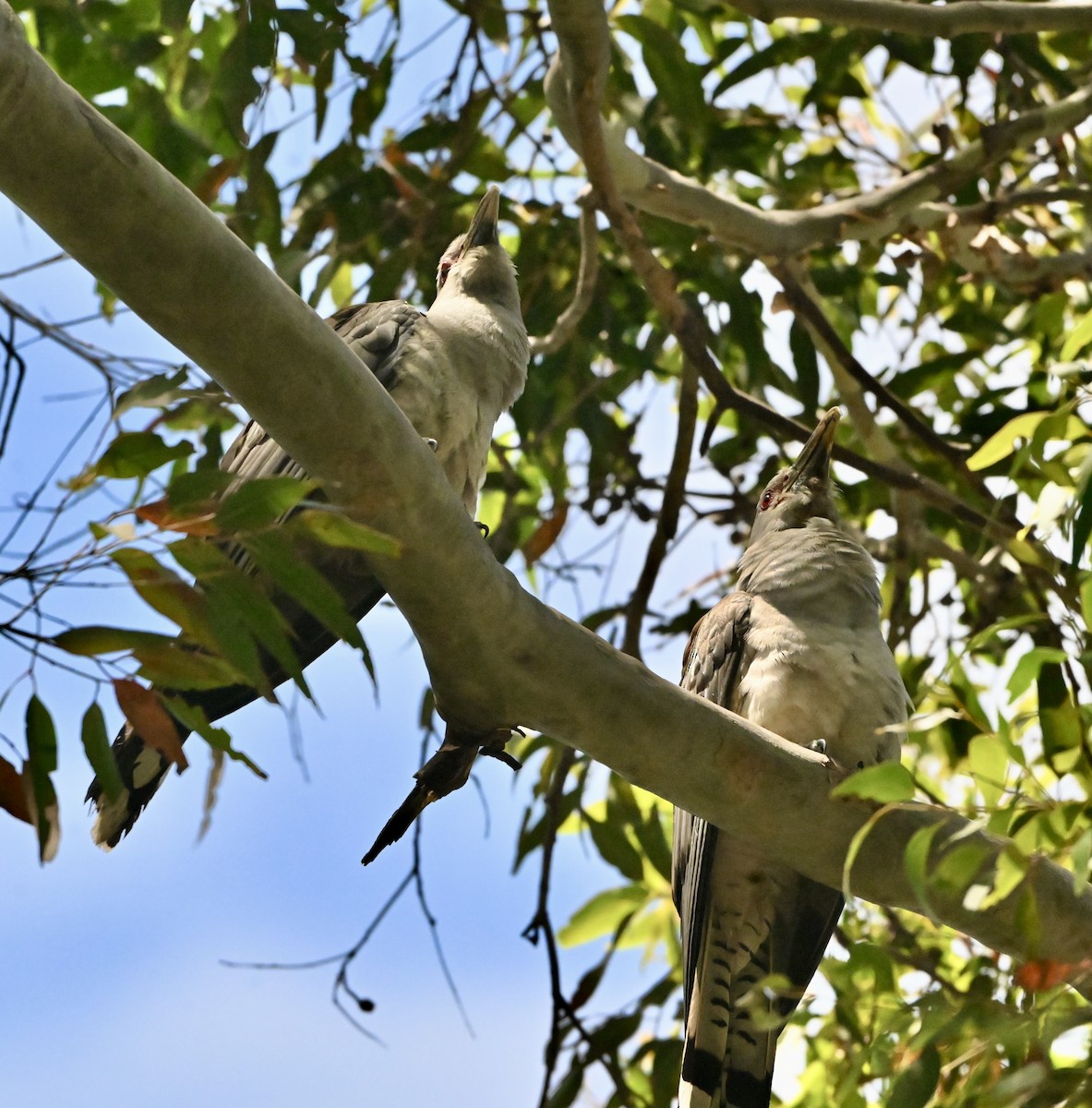 Channel-billed Cuckoo - ML644979563