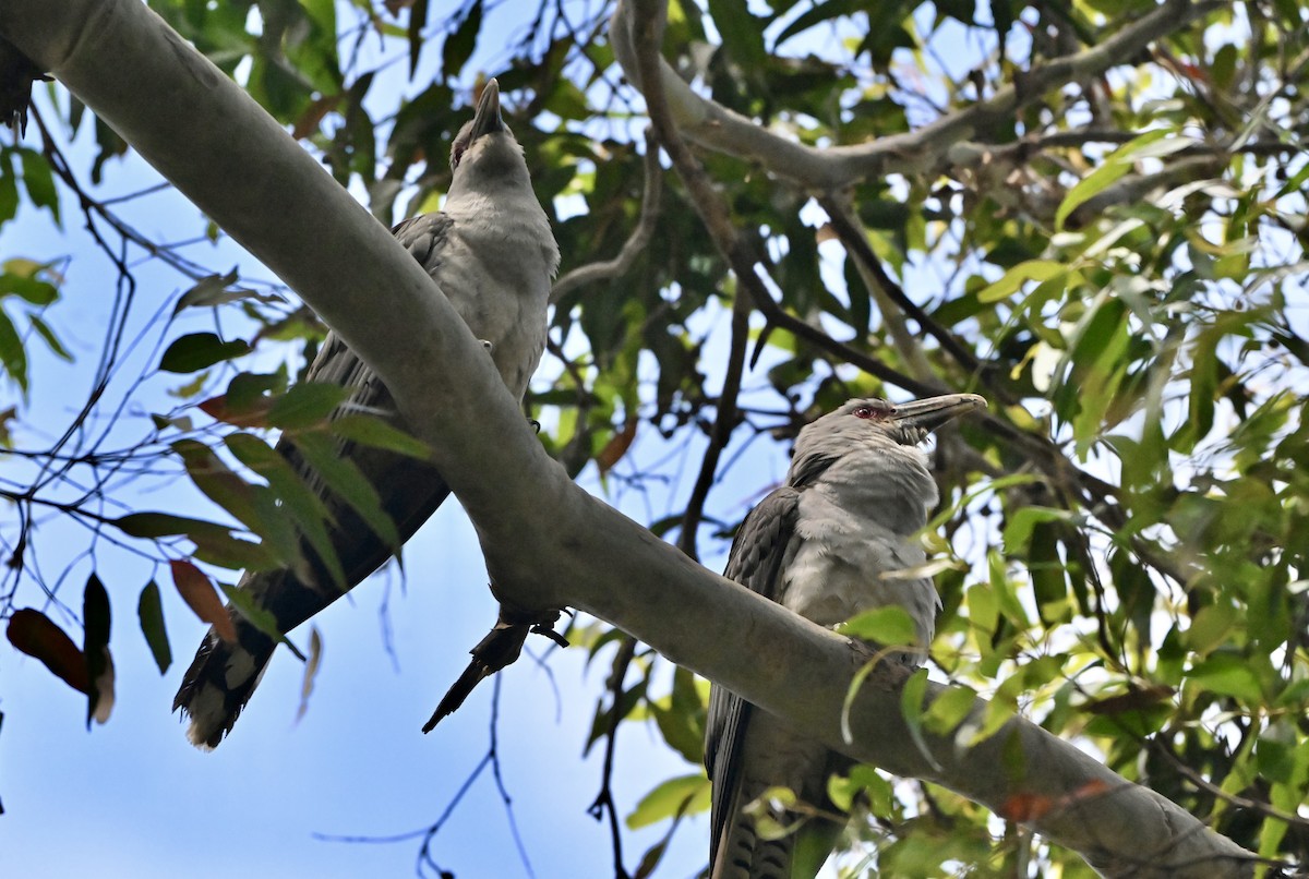 Channel-billed Cuckoo - ML644979564