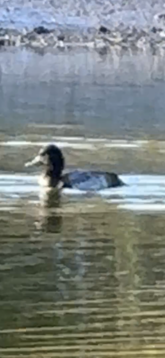 Lesser Scaup - ML644979577
