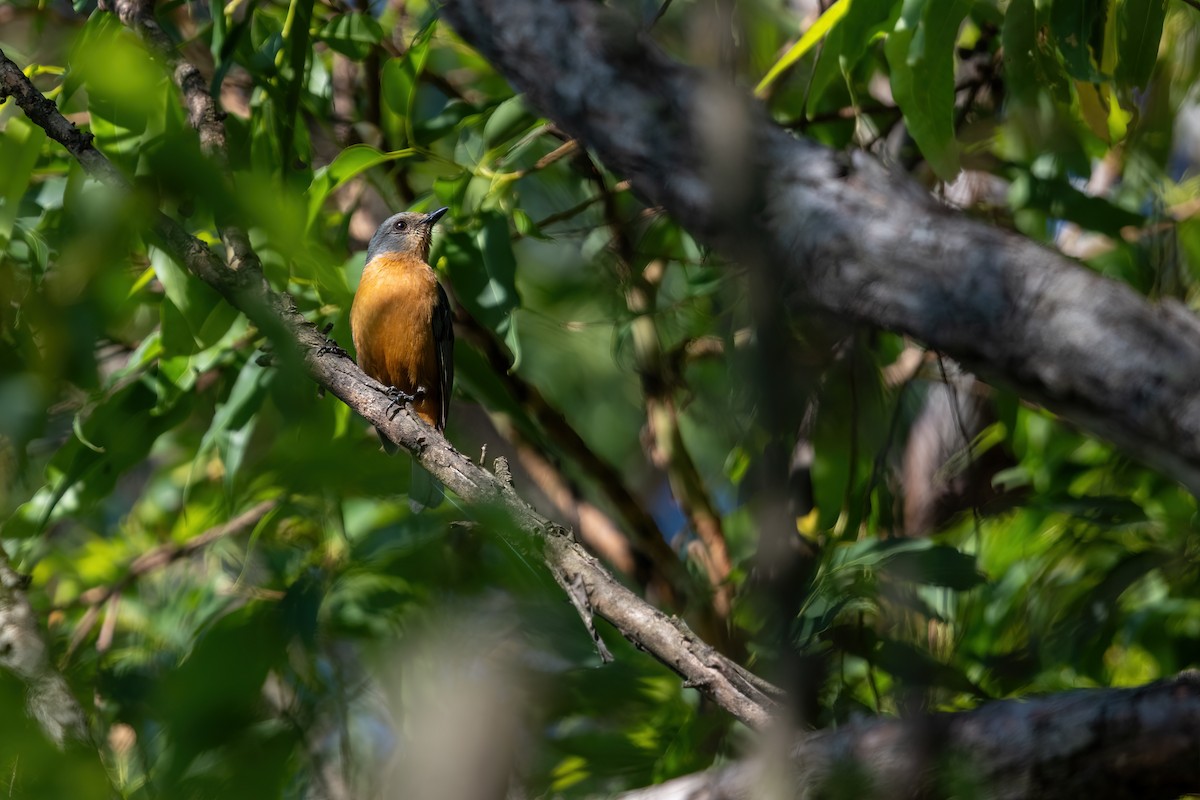 Timor Blue Flycatcher - ML644979585