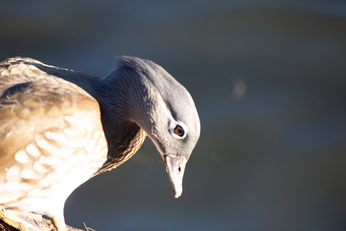 Mandarinente - ML644979599