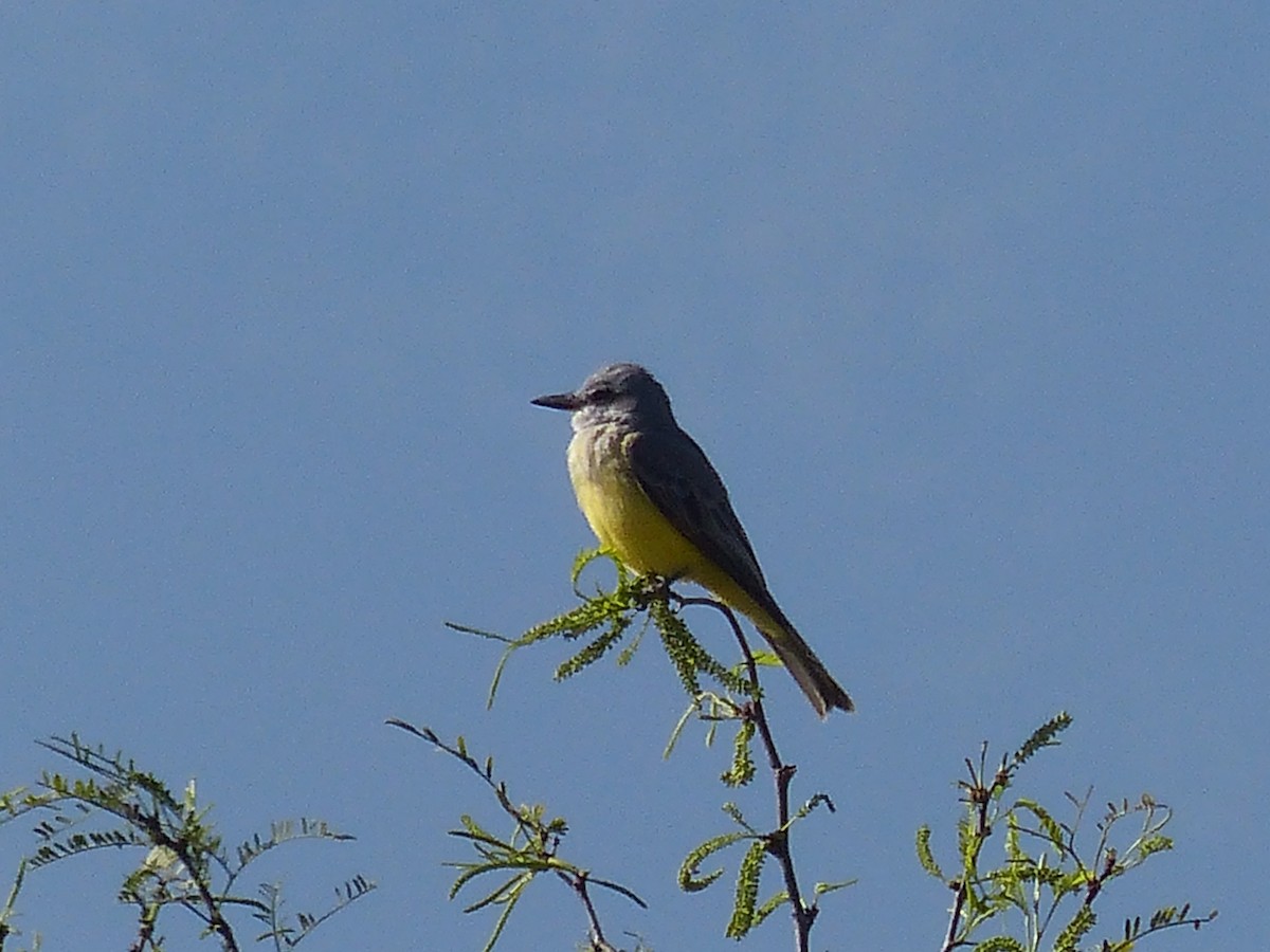 Tropical Kingbird - ML64497961