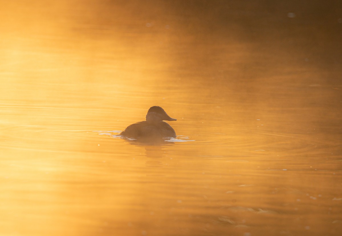 Malvasía Canela - ML644979612