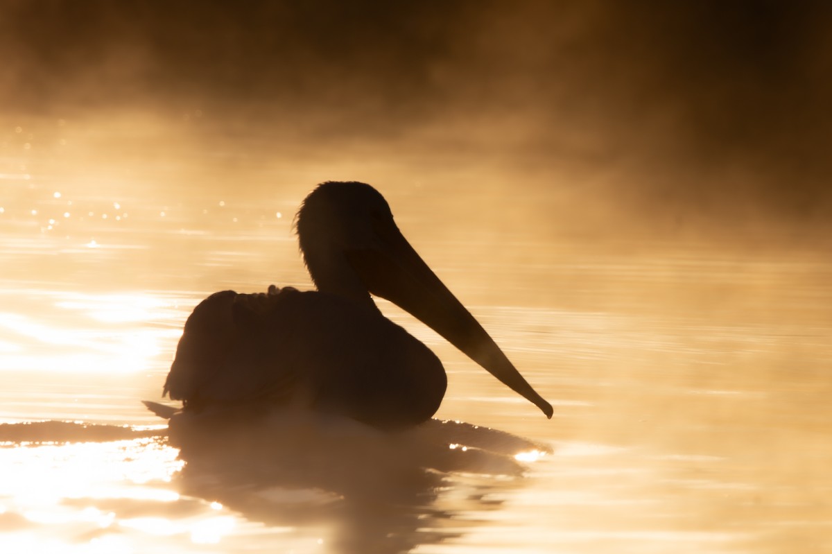 Pelícano Norteamericano - ML644979617